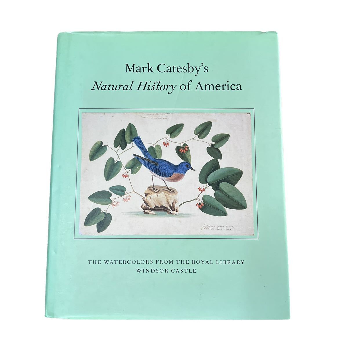 【Natural History of America 】洋書　イラスト　動物　自然　画集　ドローイング　鳥　植物