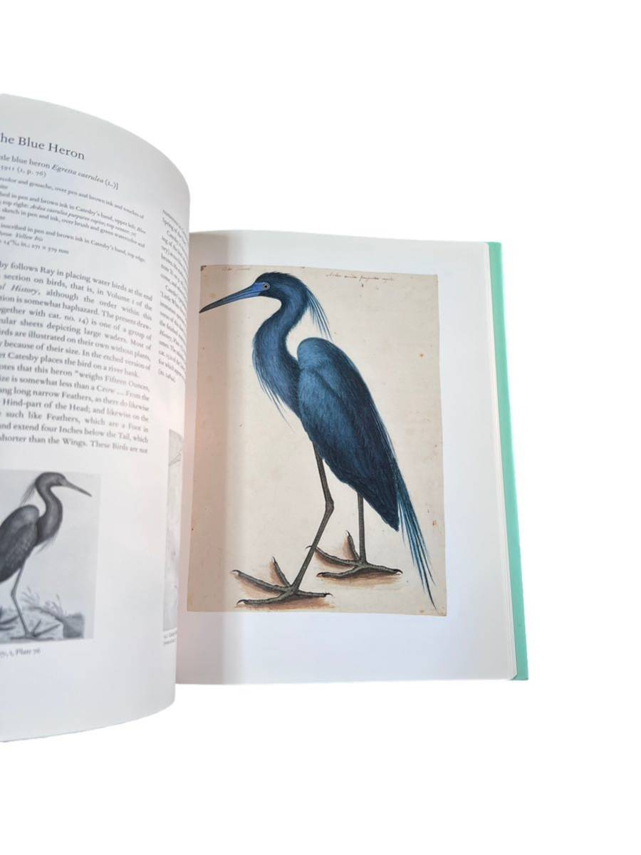 【Natural History of America 】洋書　イラスト　動物　自然　画集　ドローイング　鳥　植物