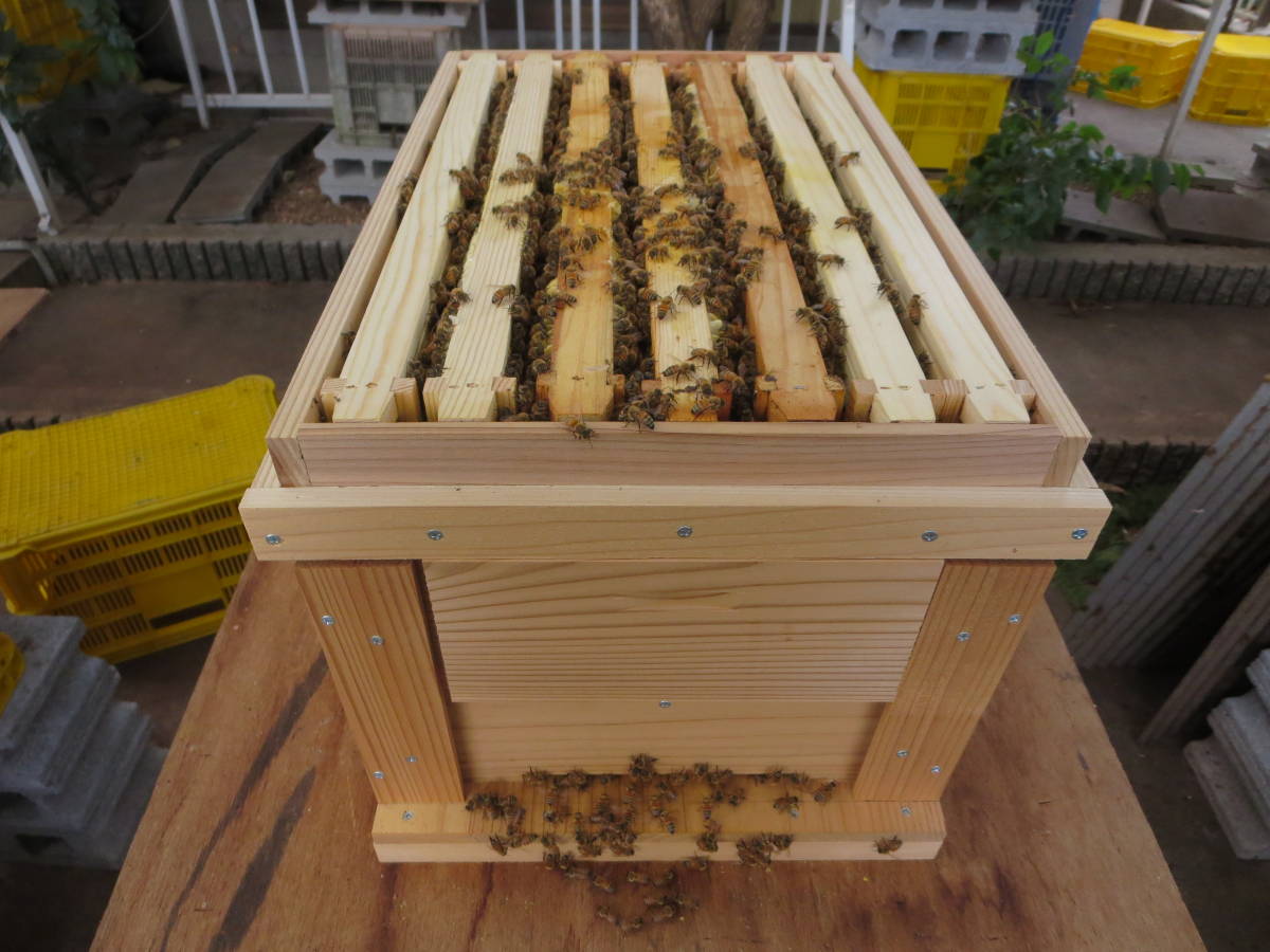 新巣箱7枚用＋西洋ミツバチ6枚群＋蜜枠1枚と今年の新女王/東より3