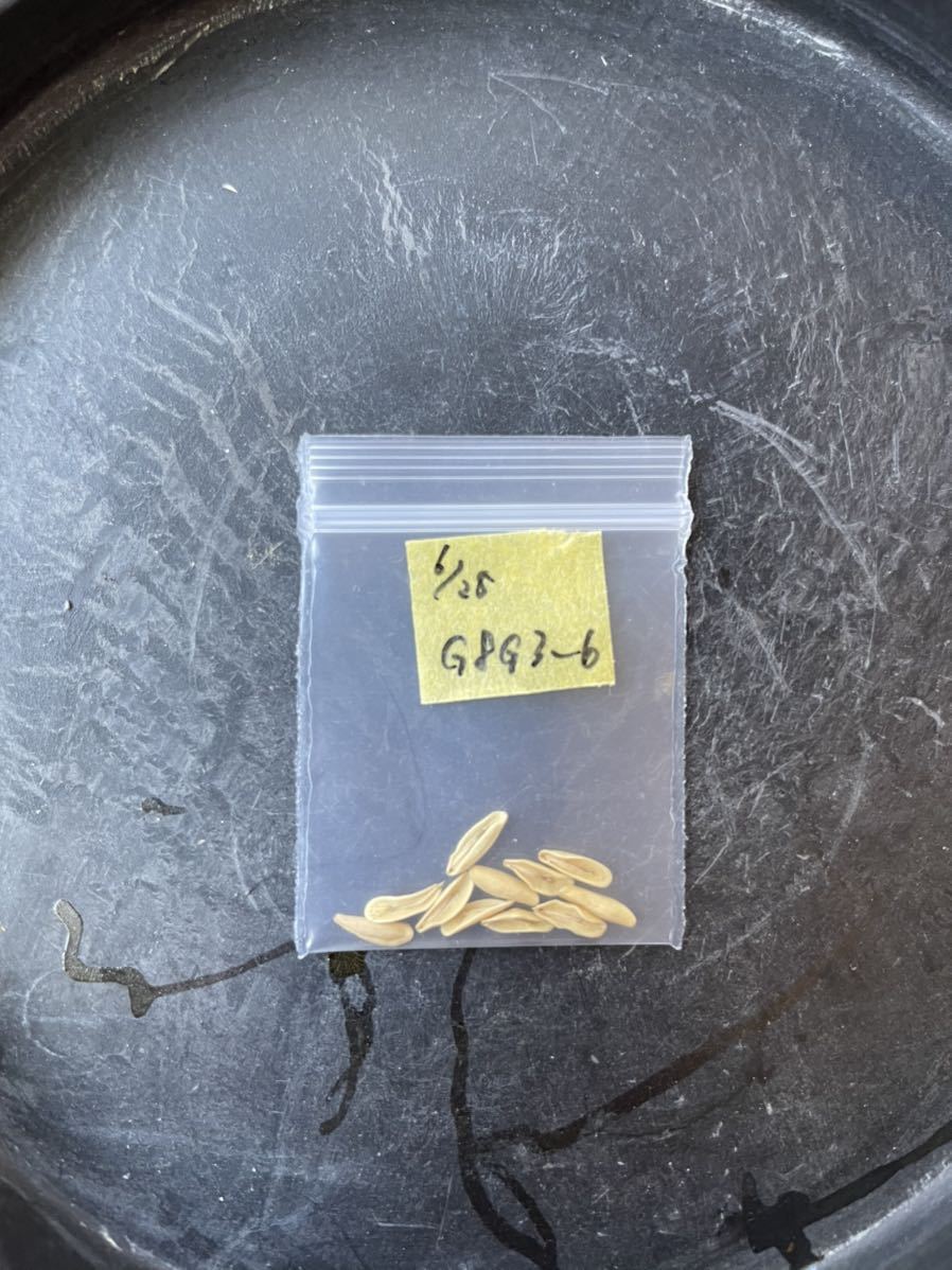 【6/25採種】種子10粒 グラキリス 特良型遺伝子交配 G8G3-6 (検索 パキポディウム グラキリウス 塊根植物 コーデックス_画像4