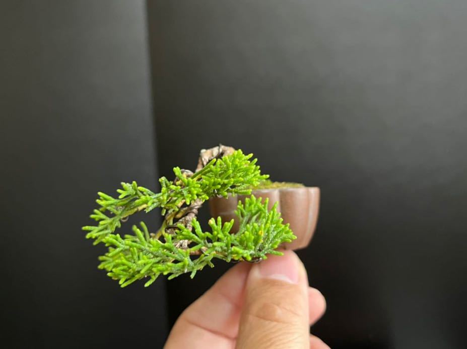 真柏盆栽 糸魚川真柏 極小 懸崖 ミニ盆栽 豆盆栽 樹高上下4cm 真柏盆栽 糸魚川真柏 極小 懸崖 ミニ盆栽 豆盆栽 樹高上下4cm