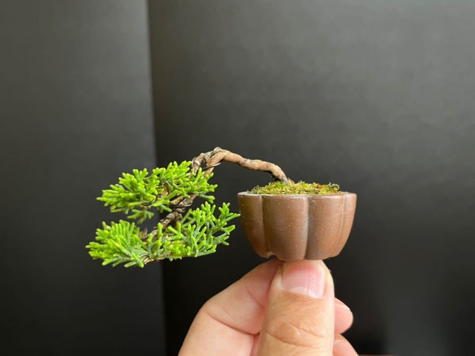 ヤフオク! - 真柏盆栽 糸魚川真柏 極小 懸崖 ミニ盆栽 豆盆栽 樹高上...