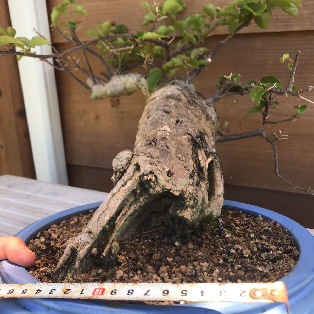 ブーゲンビリア 盆栽ブーゲンビレア 観葉植物 塊根植物 ブーゲンビリア 盆栽ブーゲンビレア 観葉植物 塊根植物