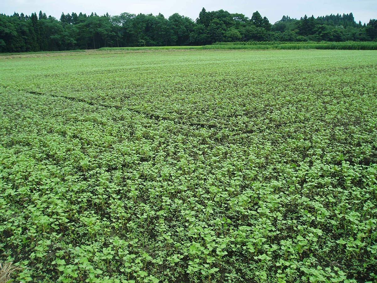 だったん蕎麦茶 3袋　無農薬　国産　ノンカフェイン　激安　お茶　そば