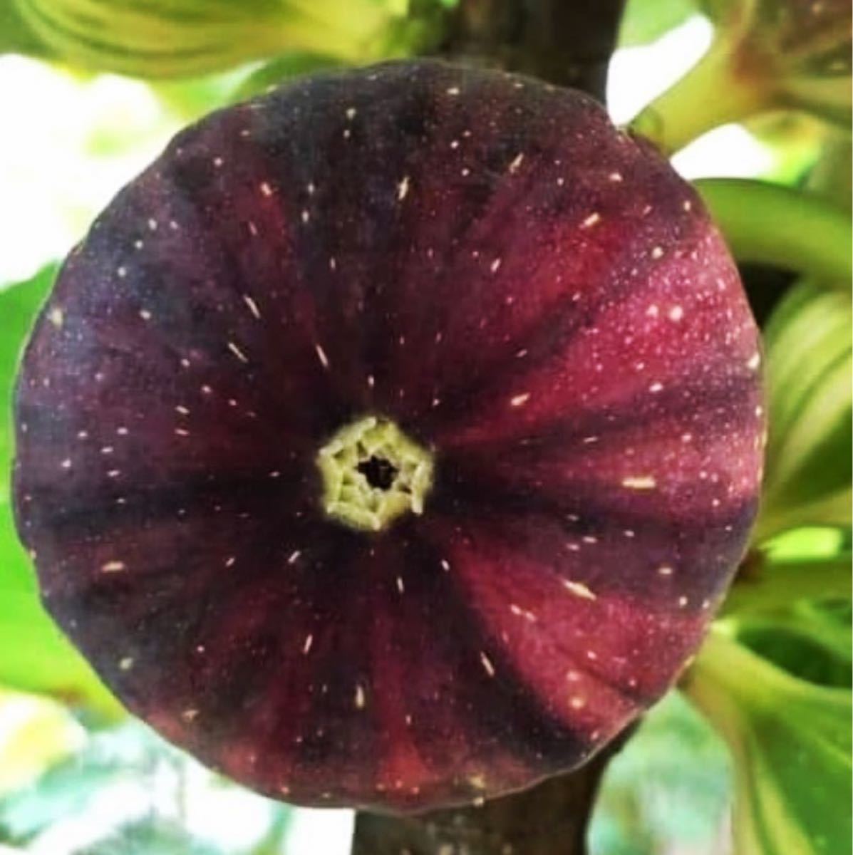 イチジク 苗 希少品種 Bordissot Negra Rimada レインボー イチジク 苗 希少品種 Bordissot Negra Rimada レインボー