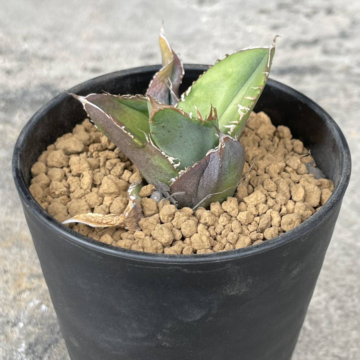アガベ チタノタ(葉表トゲ) agave titanota 20 - www.saniluz.pt アガベ チタノタ(葉表トゲ) agave titanota 20 - www.saniluz.pt