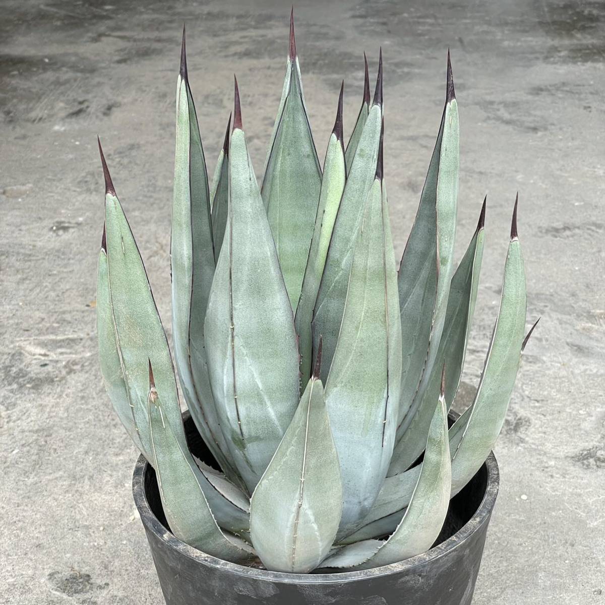 Yahoo!オークション - アガベ ' シャークスキン ' Agave Yahoo!オークション - アガベ ' シャークスキン ' Agave