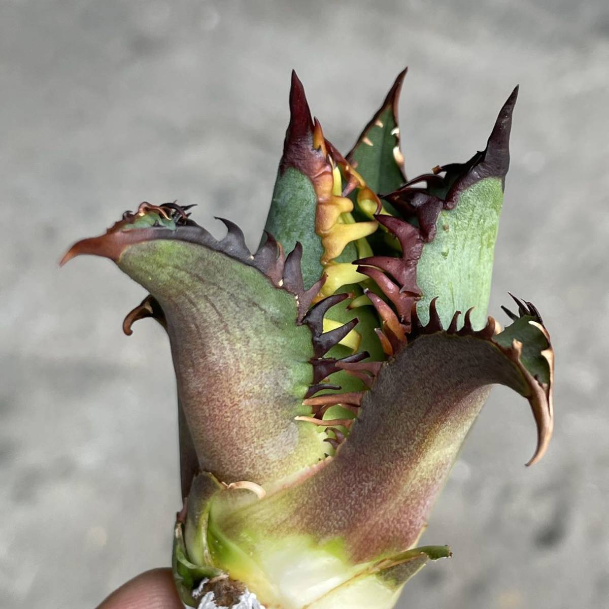 アガベ チタノタ 'レッドキャットウィーズル' agave titanota ' Red catweezle ' 26