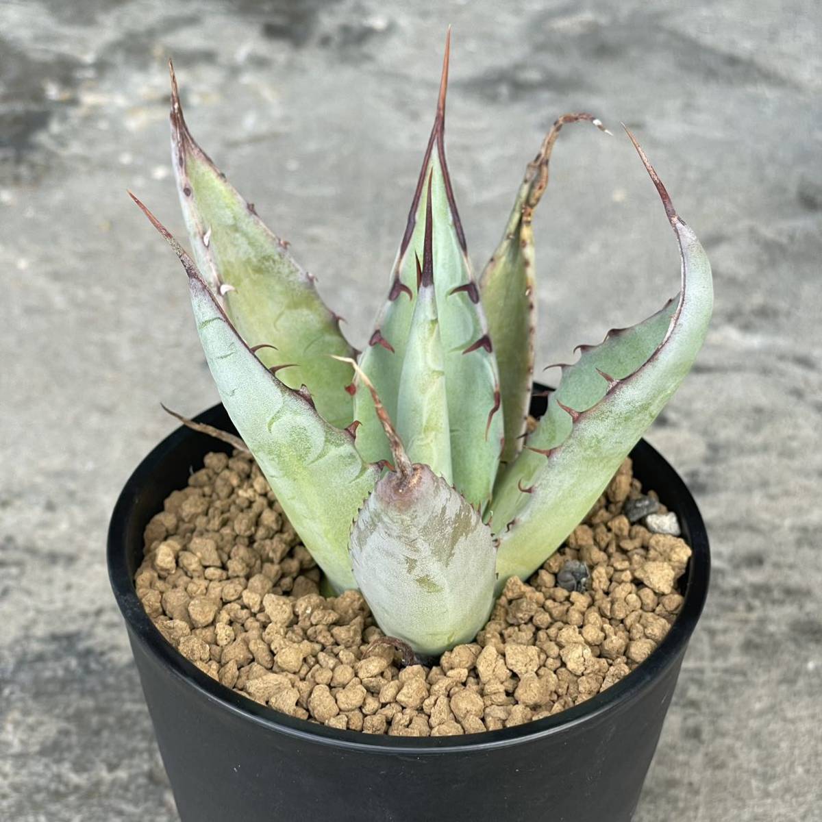 アガベ シャウィー Agave shawii ④ item details アガベ シャウィー Agave shawii ④ item details
