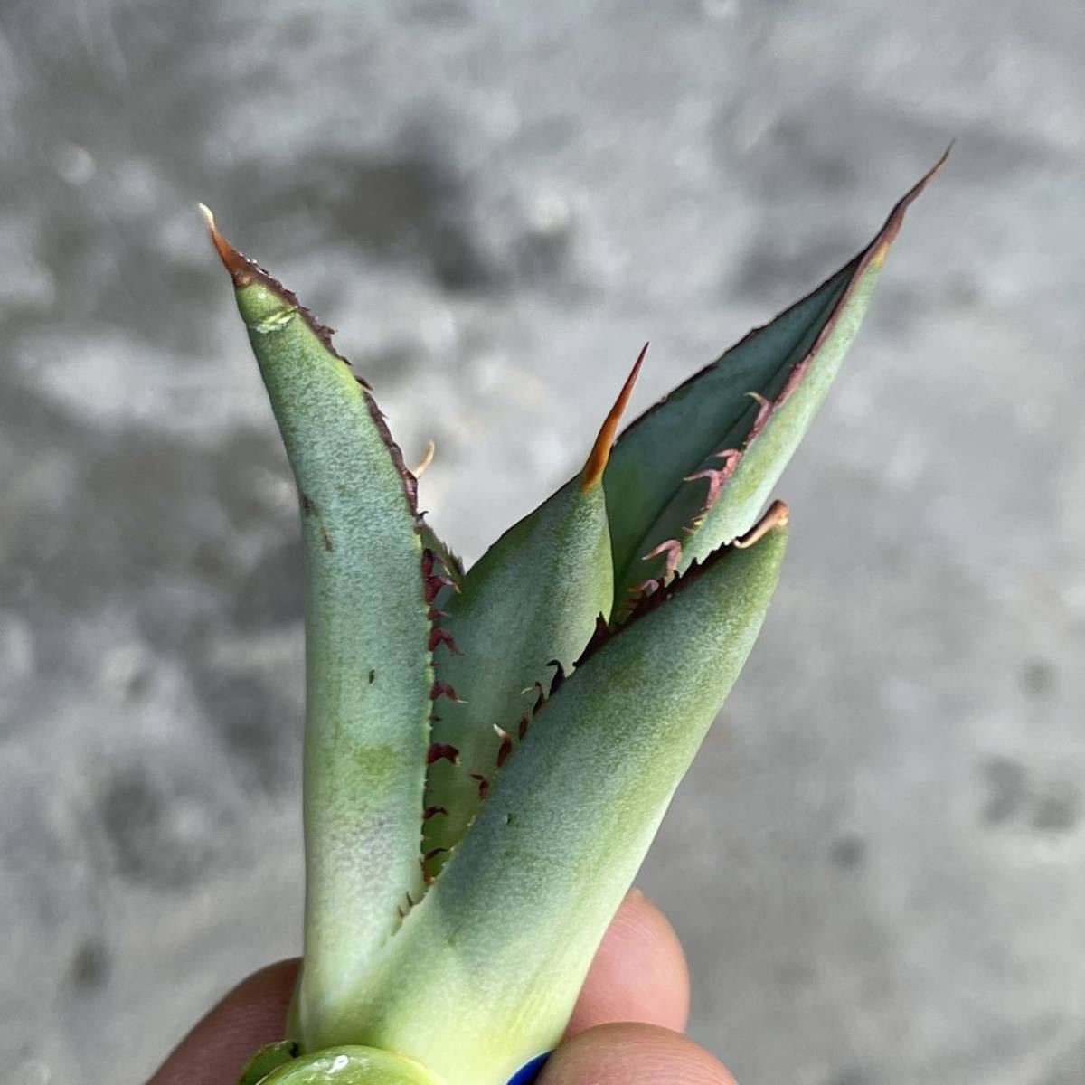アガベ チタノタ 熊猫 パンダ agave titanota panda 17|観葉植物 アガベ チタノタ 熊猫 パンダ agave titanota panda 17|観葉植物
