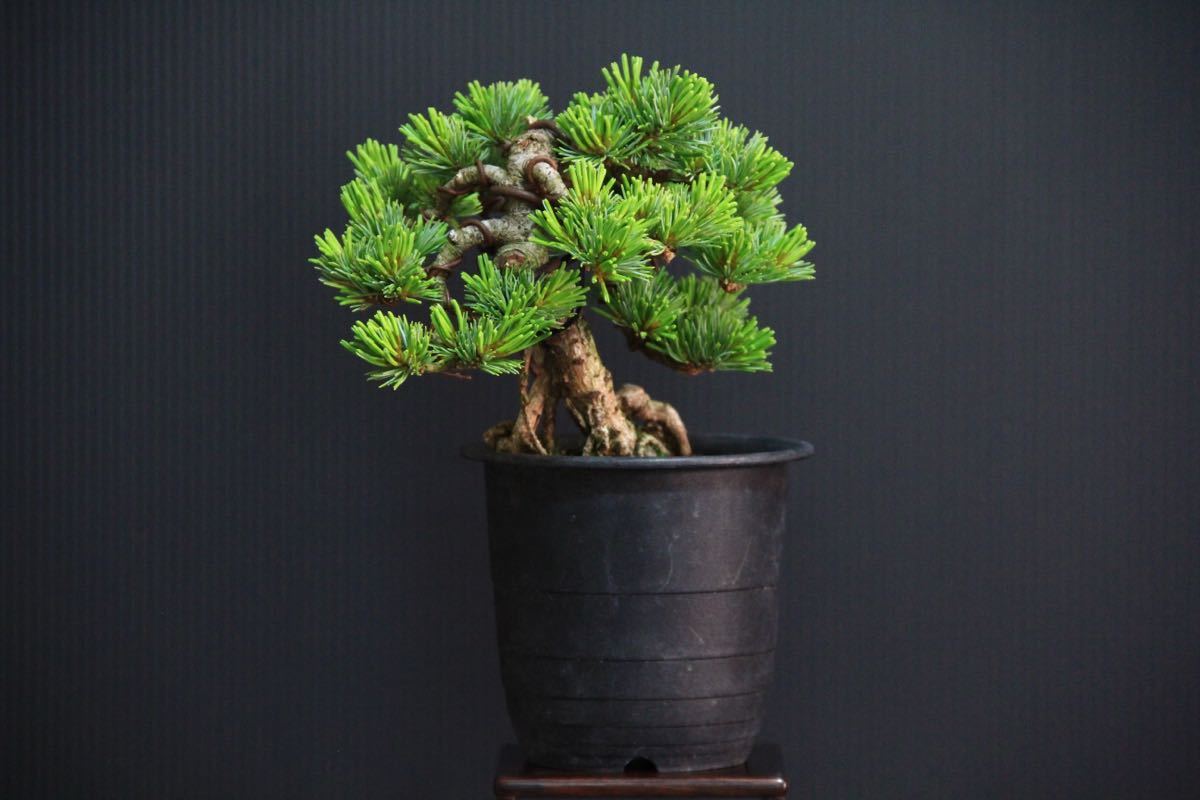 吾妻五葉松／峰吾妻 』変わり木／将来性抜群／樹高14㎝／小品