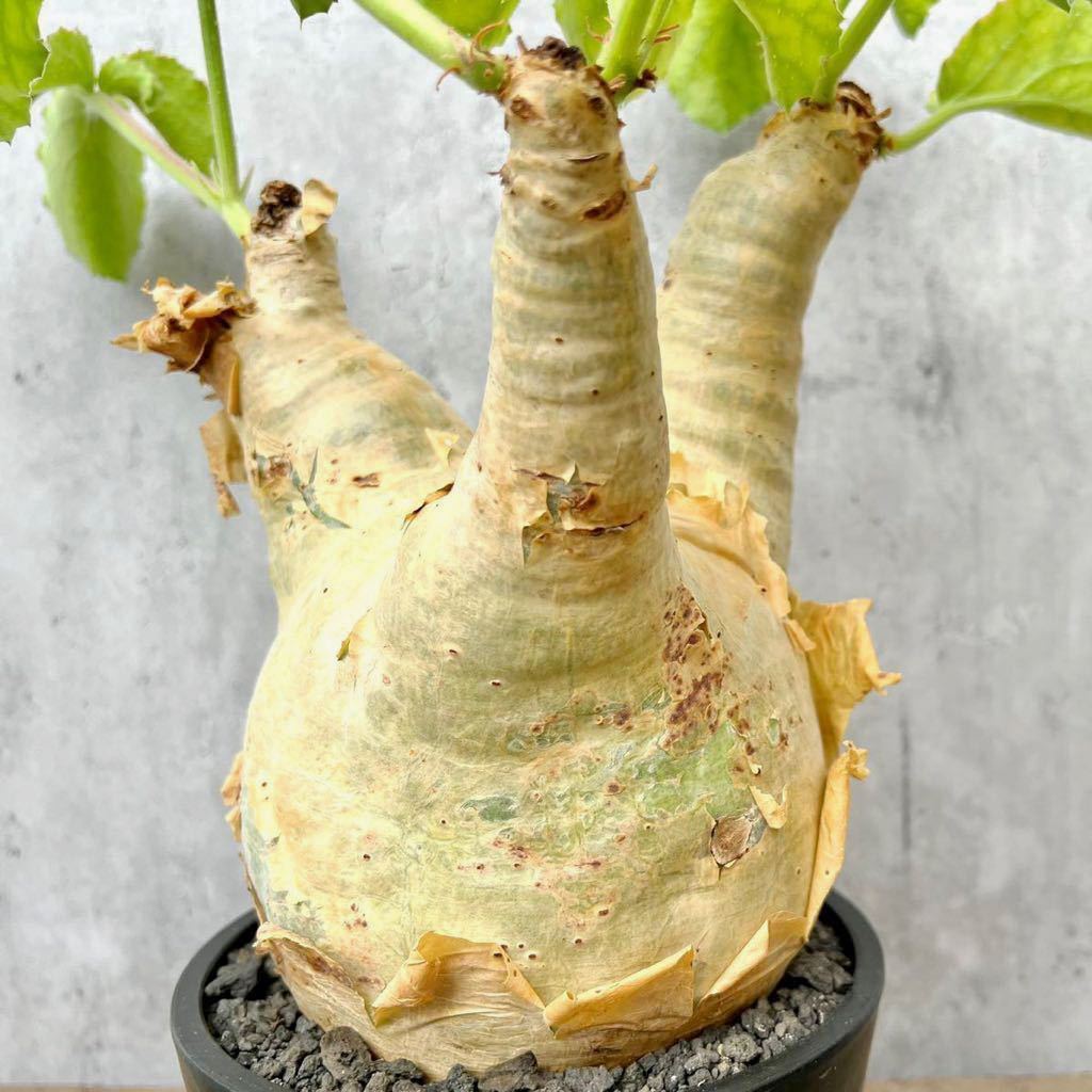 ヤフオク! - 【発根済】cyphostemma uter var. macropus キフ...