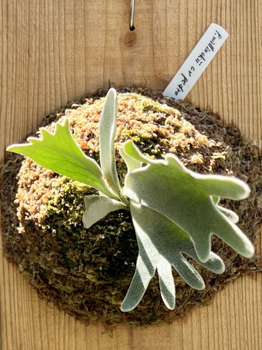Yahoo!オークション - P.Willinckii cv.Pedro Tatsuta Yahoo!オークション - P.Willinckii cv.Pedro Tatsuta