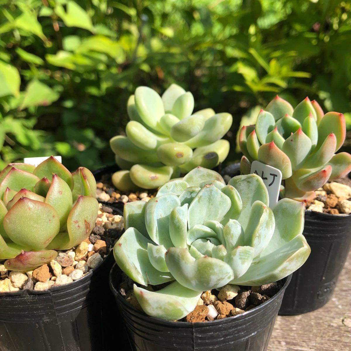 多肉植物 エケベリア 韓国苗 ポットごと発送 10苗 セット① エボニー レッドモラン