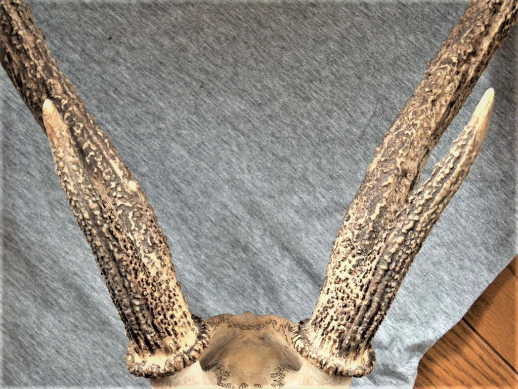 《骨格標本》◆鹿の角◆頭蓋骨■ニューカレドニア産_画像5