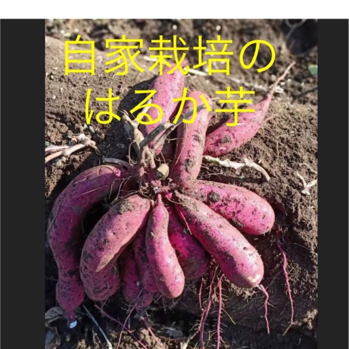 ベニはるか芋苗1000本サツマイモ苗セール - giayensao.com.vn