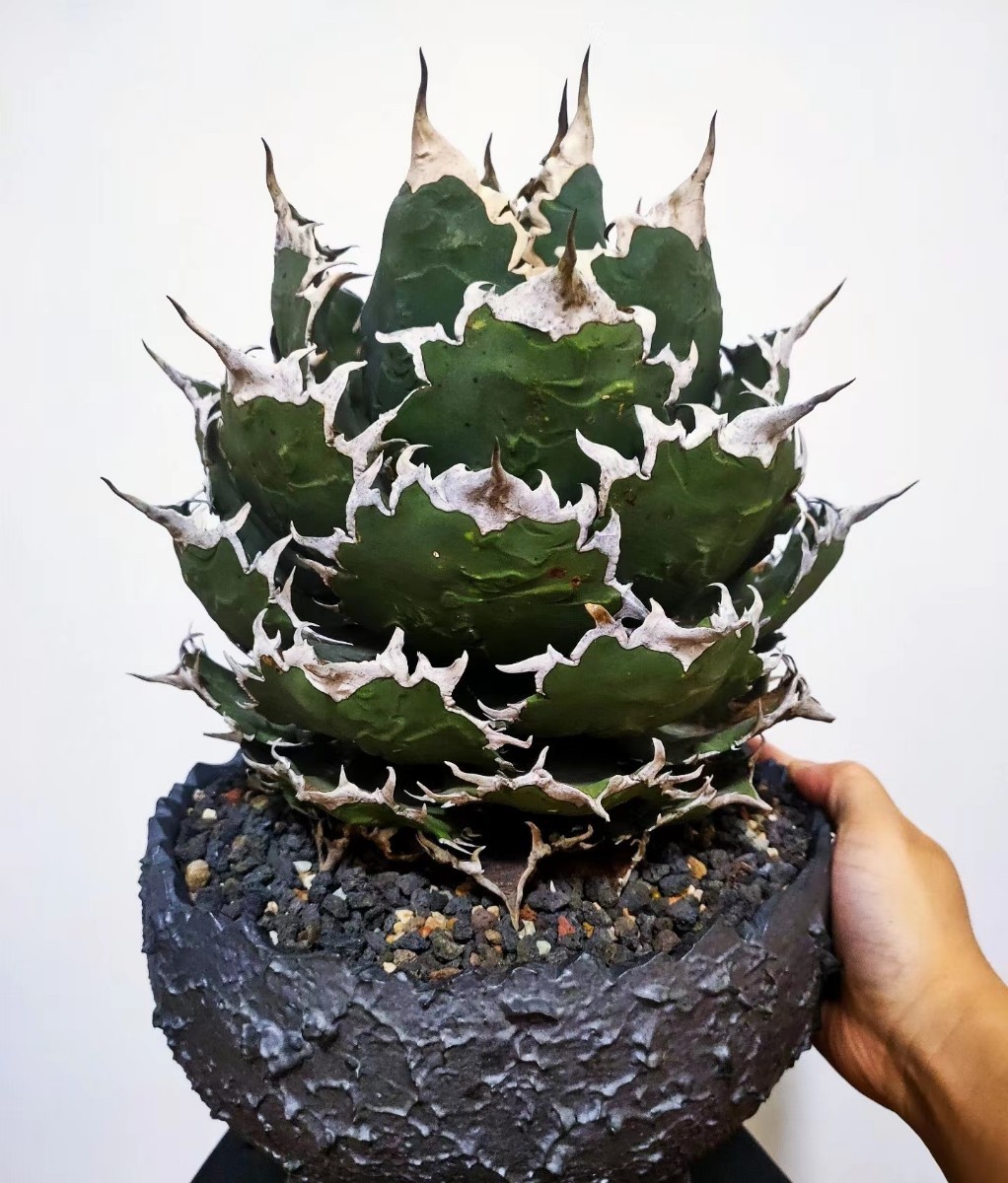 アガベ 多肉植物 チタノタ 夕映の老白鯨中株を激しく刺す タイ アガベ 多肉植物 チタノタ 夕映の老白鯨中株を激しく刺す タイ