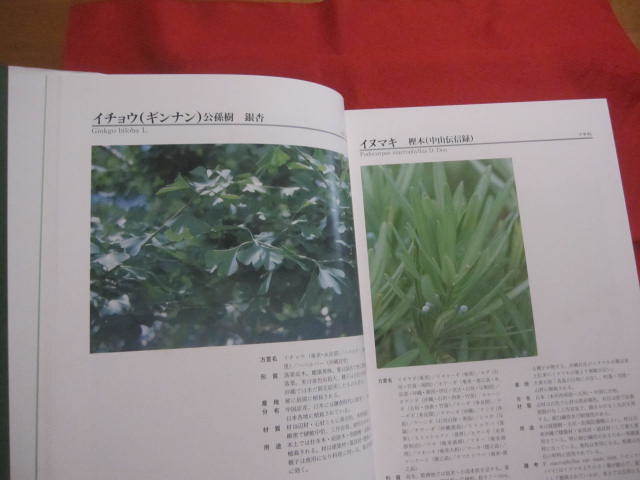 Bibian 比比昂- 図鑑琉球列島有用樹木誌天野哲夫著澤岻安喜写真 Bibian 比比昂- 図鑑琉球列島有用樹木誌天野哲夫著澤岻安喜写真