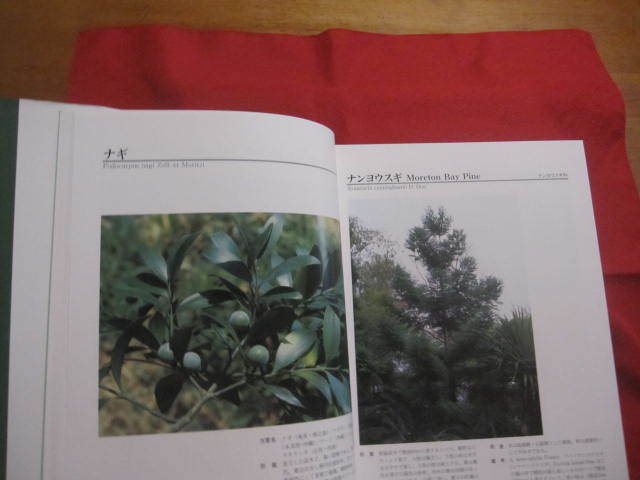 Bibian 比比昂- 図鑑琉球列島有用樹木誌天野哲夫著澤岻安喜写真 Bibian 比比昂- 図鑑琉球列島有用樹木誌天野哲夫著澤岻安喜写真