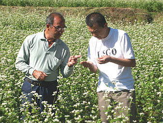 最高級 北海3号玄蕎麦(そばの種)450g(北海道栗山産)生産量の少ない希少な新品種「北海3号」プレミア種【メール便対応】_画像10