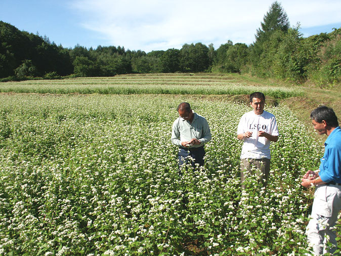 最高級 北海3号玄蕎麦(そばの種)450g(北海道栗山産)生産量の少ない希少な新品種「北海3号」プレミア種【メール便対応】_画像9