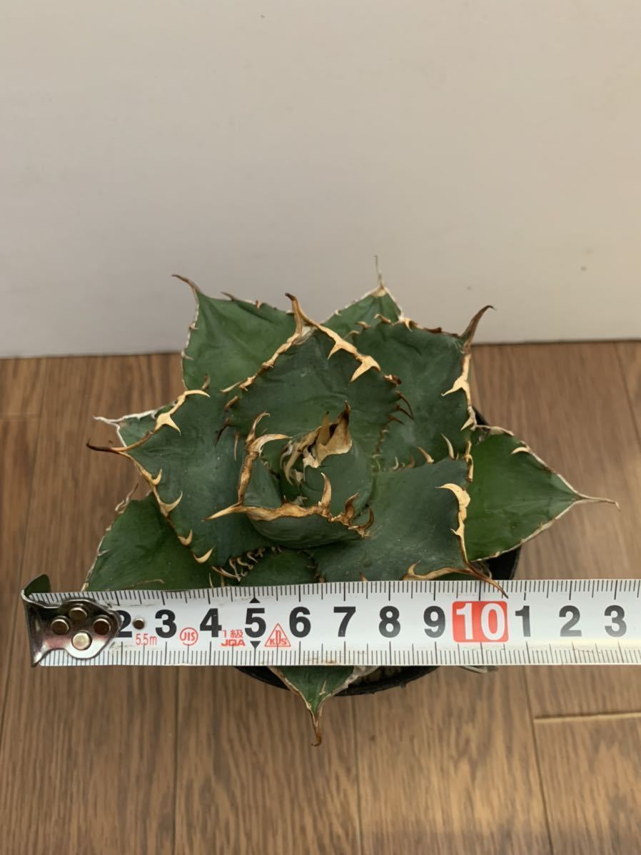 アガベ チタノタ 覇王竜 アガベ チタノタ 覇王竜