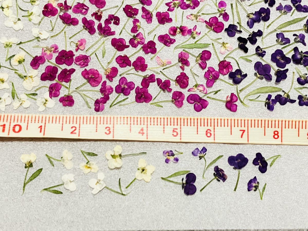  pressed flower material alyssum 400 sheets 
