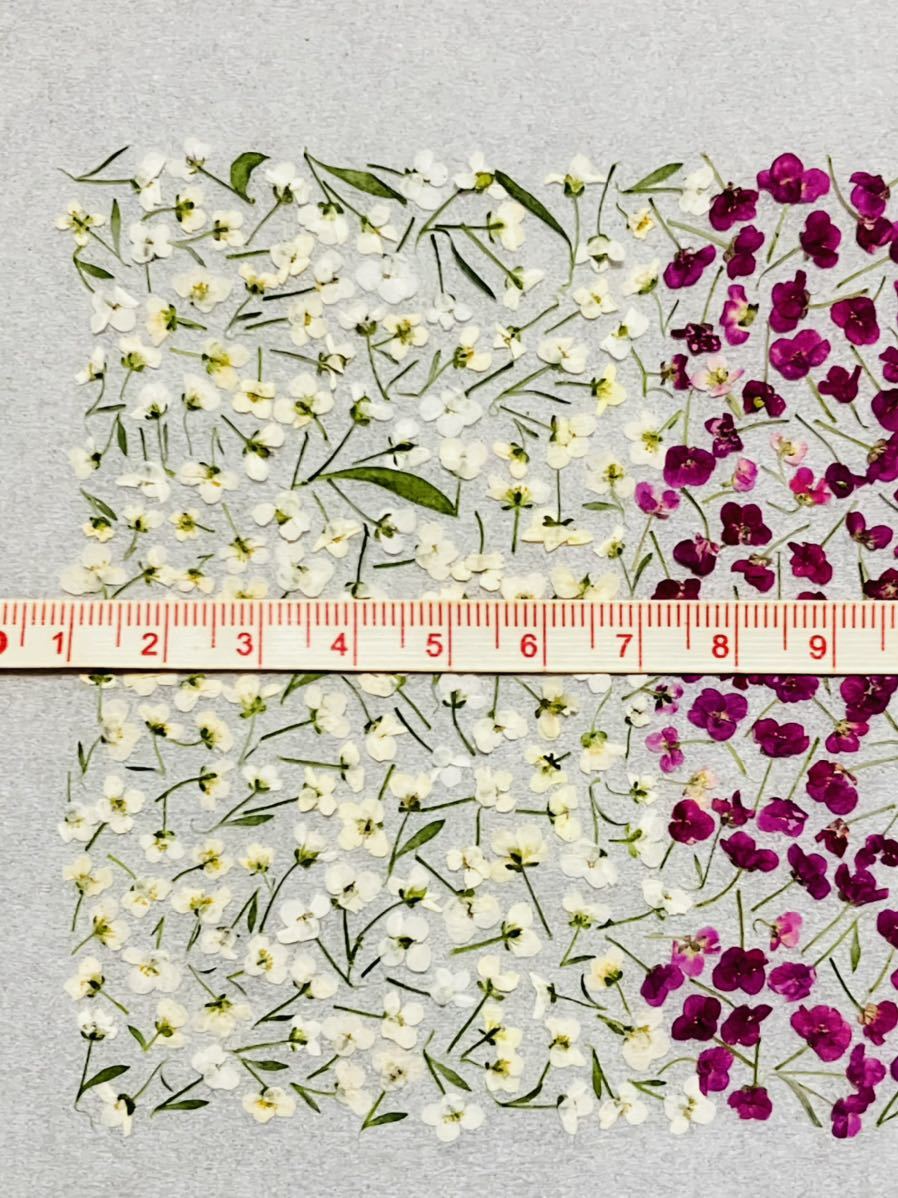  pressed flower material alyssum 400 sheets 