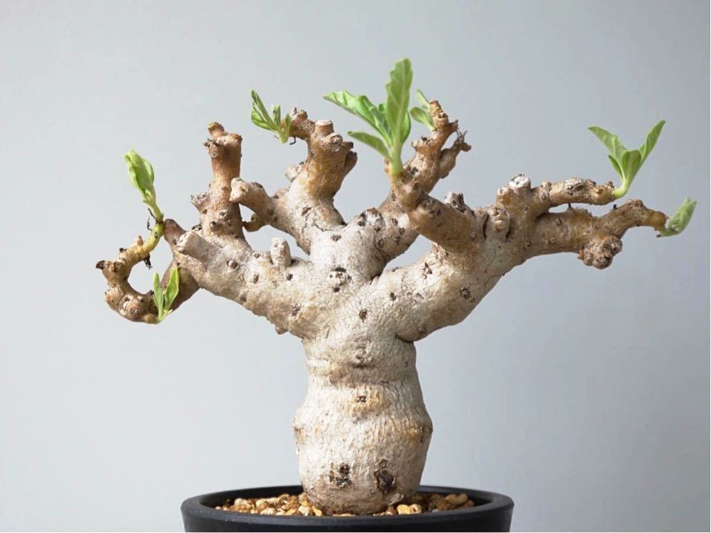 プテロディスクス ルリダス 塊根植物 発根済 現地球 輸入株 プテロ