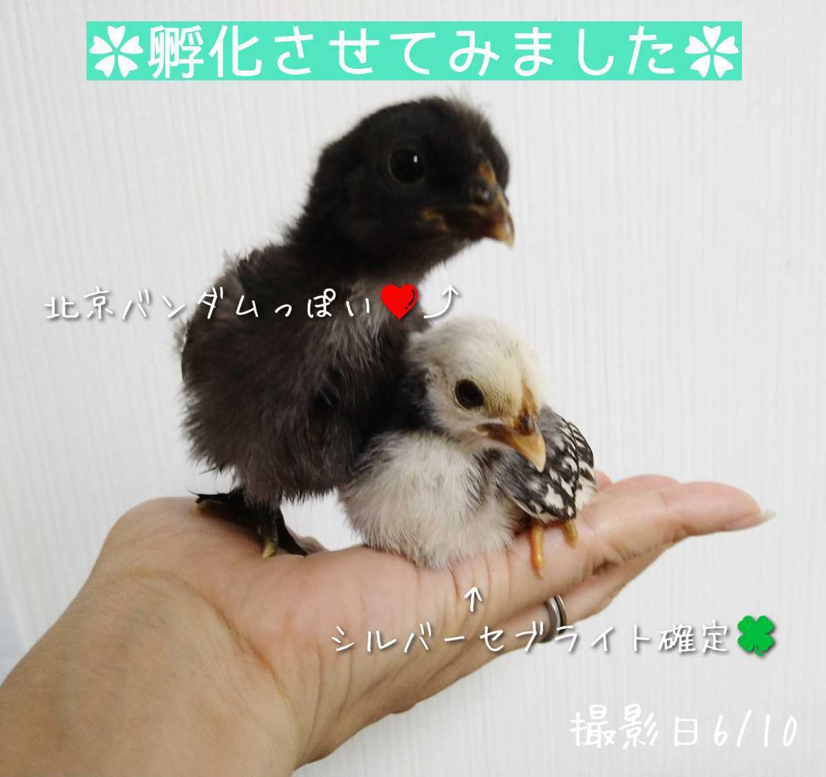 小さい鶏ミックス 有精卵 孵化用 種卵 6個_画像6