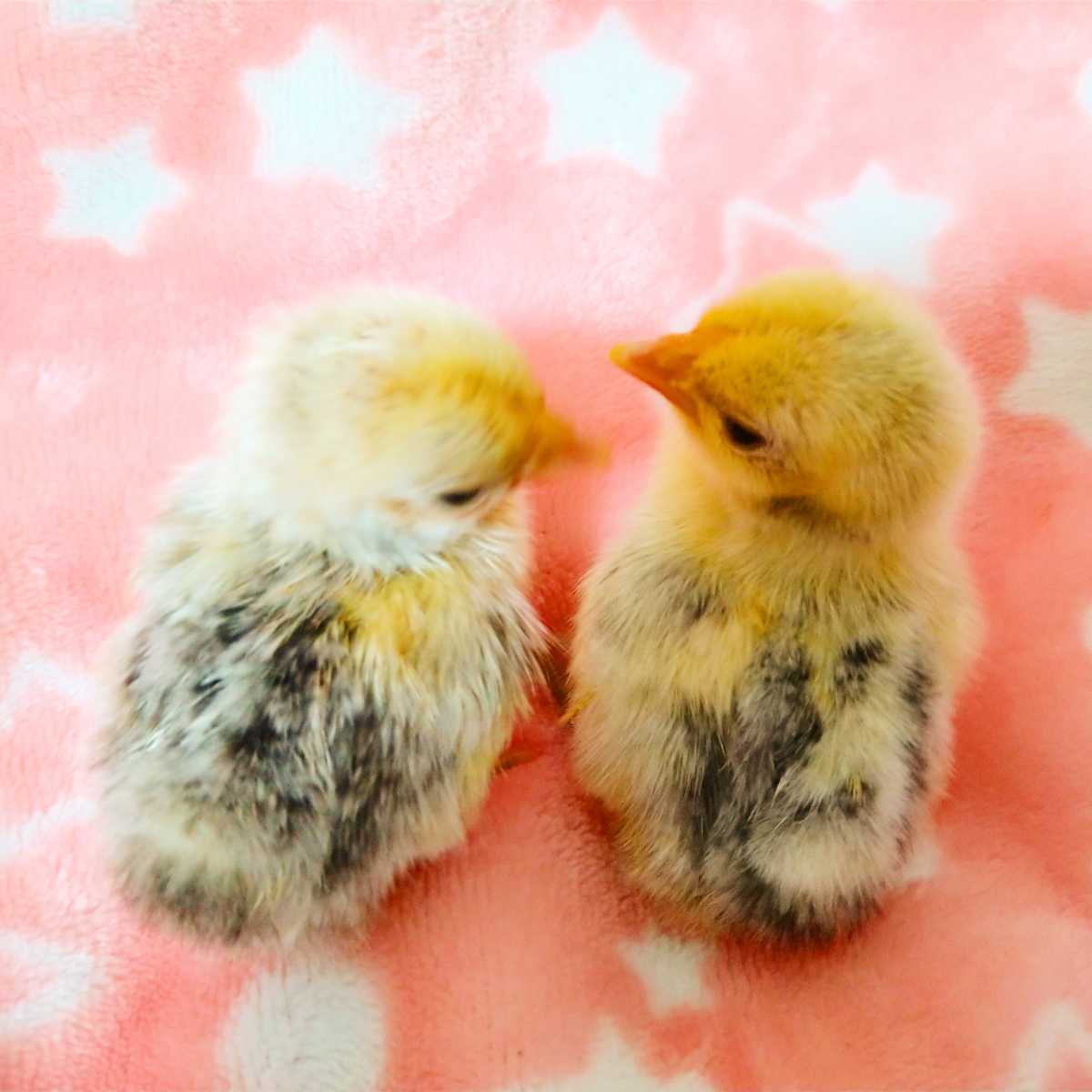 小さい鶏ミックス 有精卵 孵化用 種卵 6個_画像2