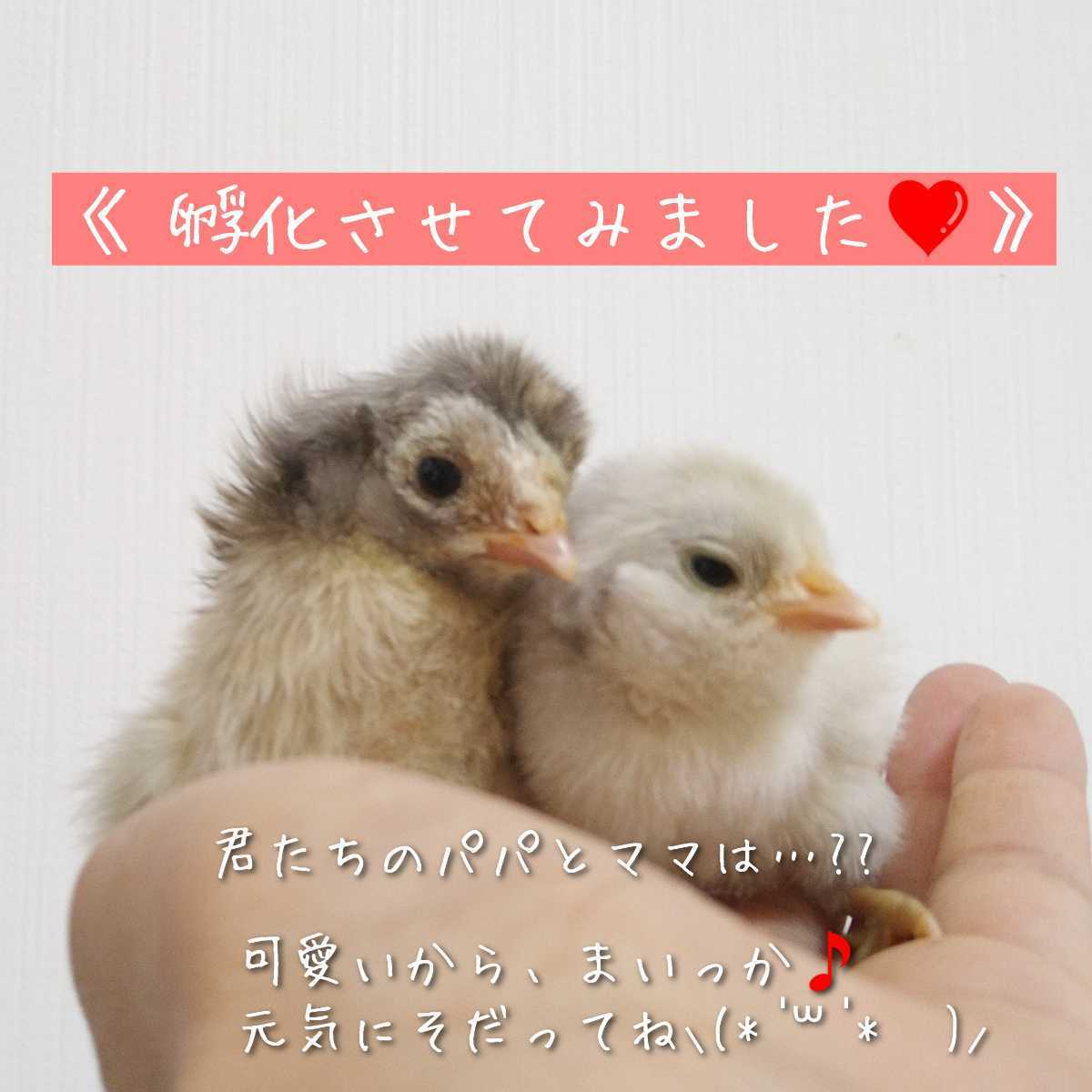 小さい鶏ミックス 有精卵 孵化用 種卵 6個_画像8