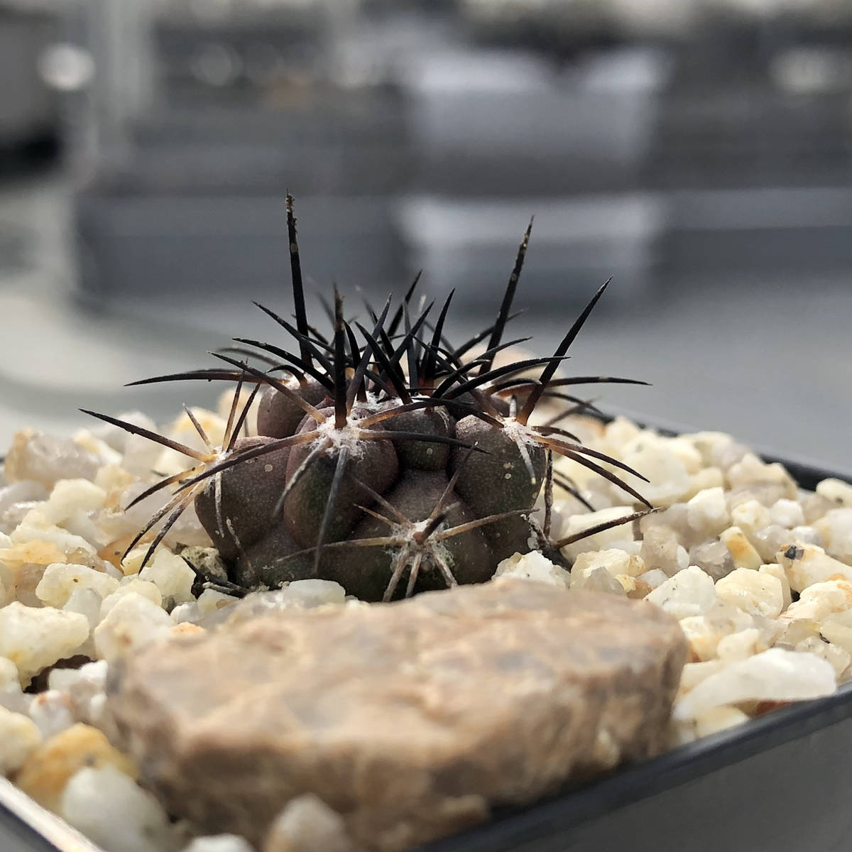 Yahoo!オークション - Copiapoa fusca コピアポア フスカ 新種 Yahoo!オークション - Copiapoa fusca コピアポア フスカ 新種