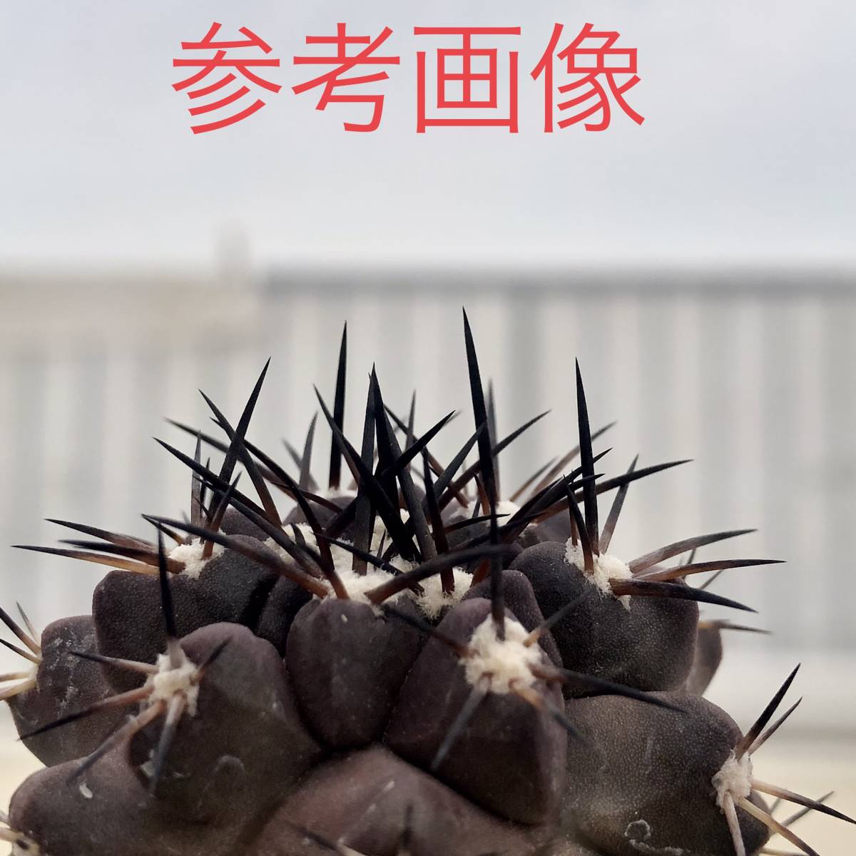 Yahoo!オークション - Copiapoa fusca コピアポア フスカ 新種 Yahoo!オークション - Copiapoa fusca コピアポア フスカ 新種
