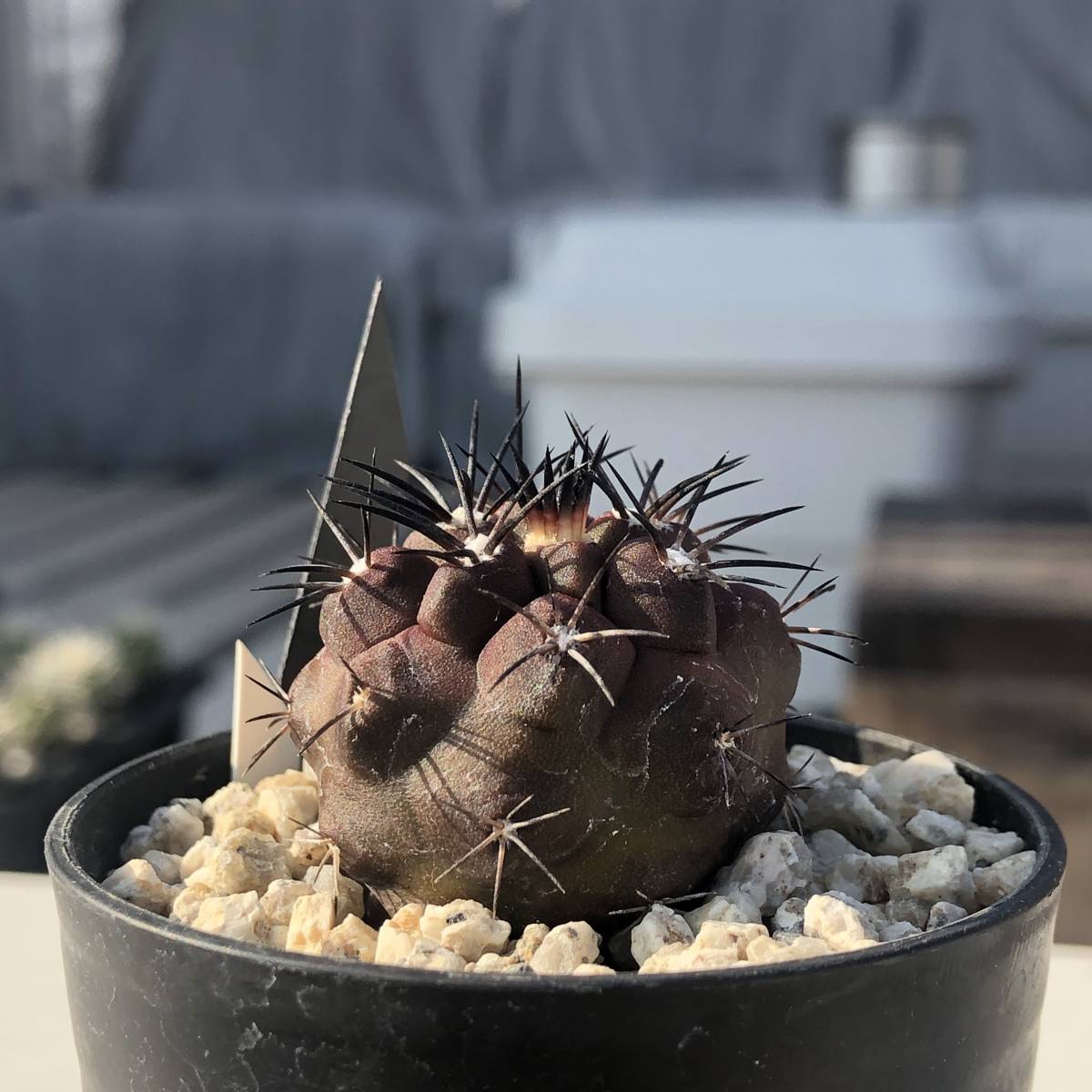銅鑼丸 Copiapoa dura kk607 コピアポア デュラ Leafy_works 銅鑼丸 Copiapoa dura kk607 コピアポア デュラ Leafy_works