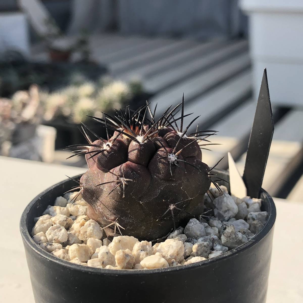 銅鑼丸 Copiapoa dura kk607 コピアポア デュラ Leafy_works 銅鑼丸 Copiapoa dura kk607 コピアポア デュラ Leafy_works