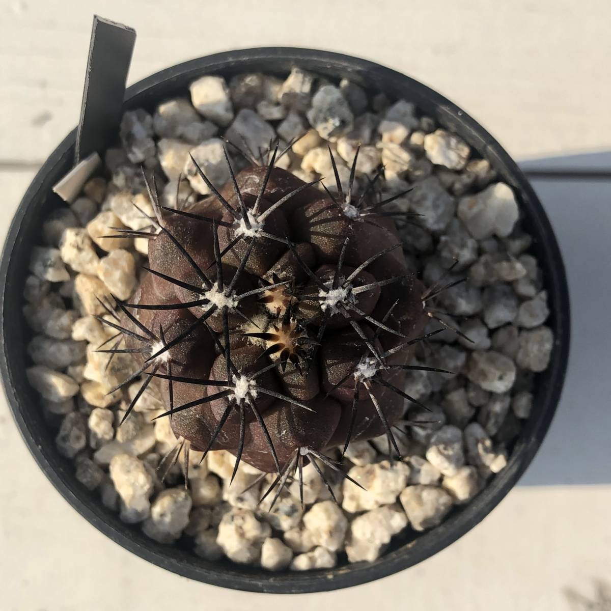 銅鑼丸 Copiapoa dura kk607 コピアポア デュラ Leafy_works 銅鑼丸 Copiapoa dura kk607 コピアポア デュラ Leafy_works