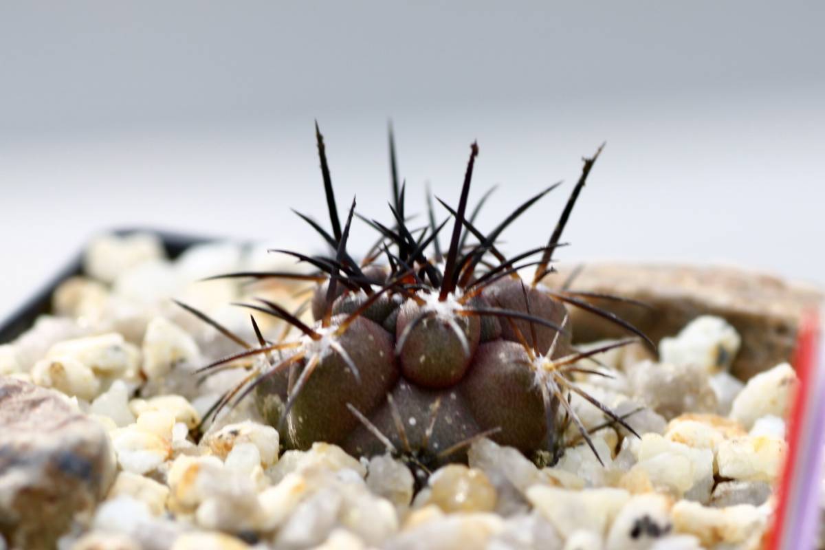 Yahoo!オークション - Copiapoa fusca コピアポア フスカ 新種 Yahoo!オークション - Copiapoa fusca コピアポア フスカ 新種