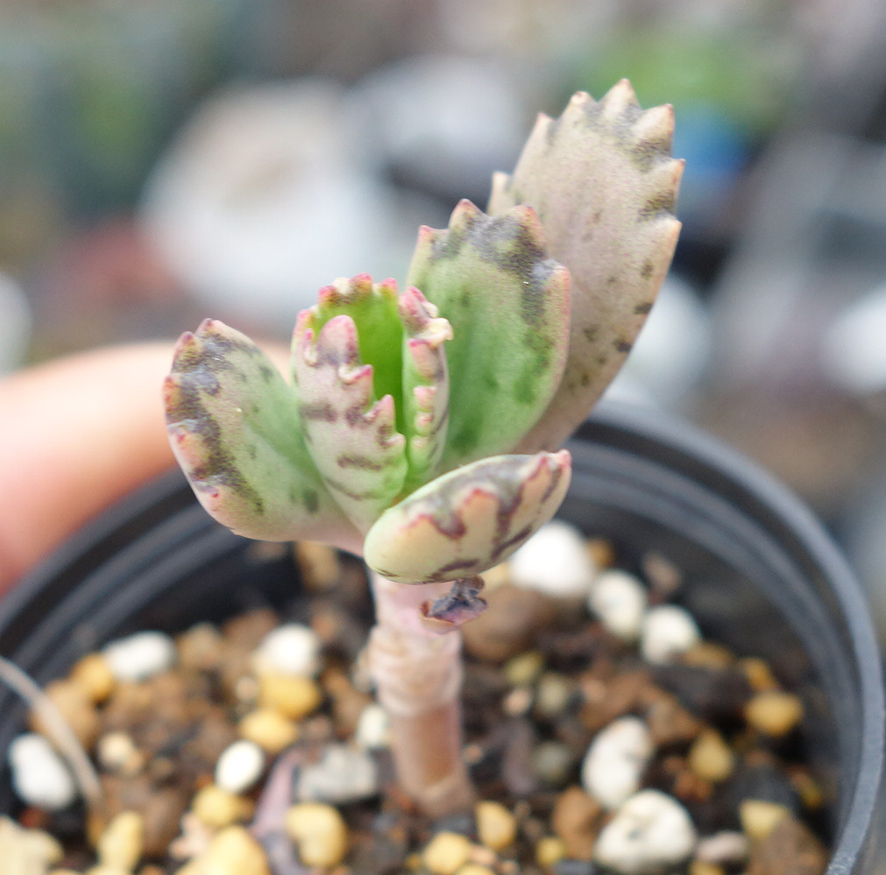 【抜き苗】不死鳥錦　多肉植物　寄せ植え サボテン　_画像2