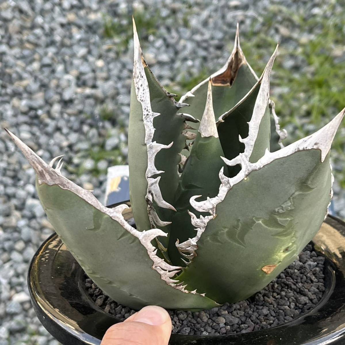 オアハカ産 オテロイ アガベ チタノタ 発根済み 多肉植物 fo-076 観葉