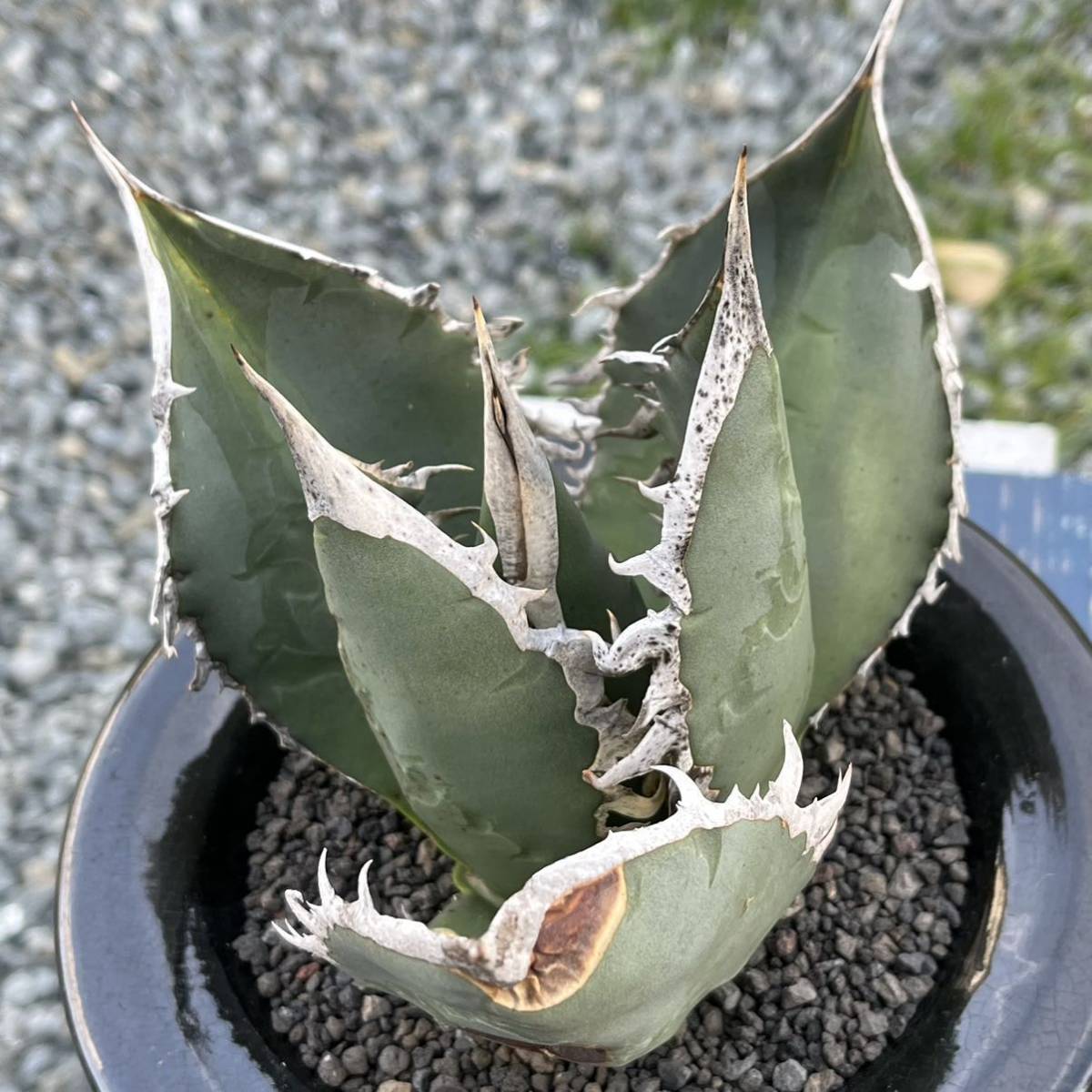 オアハカ産 オテロイ アガベ チタノタ 発根済み 多肉植物 fo-076 観葉