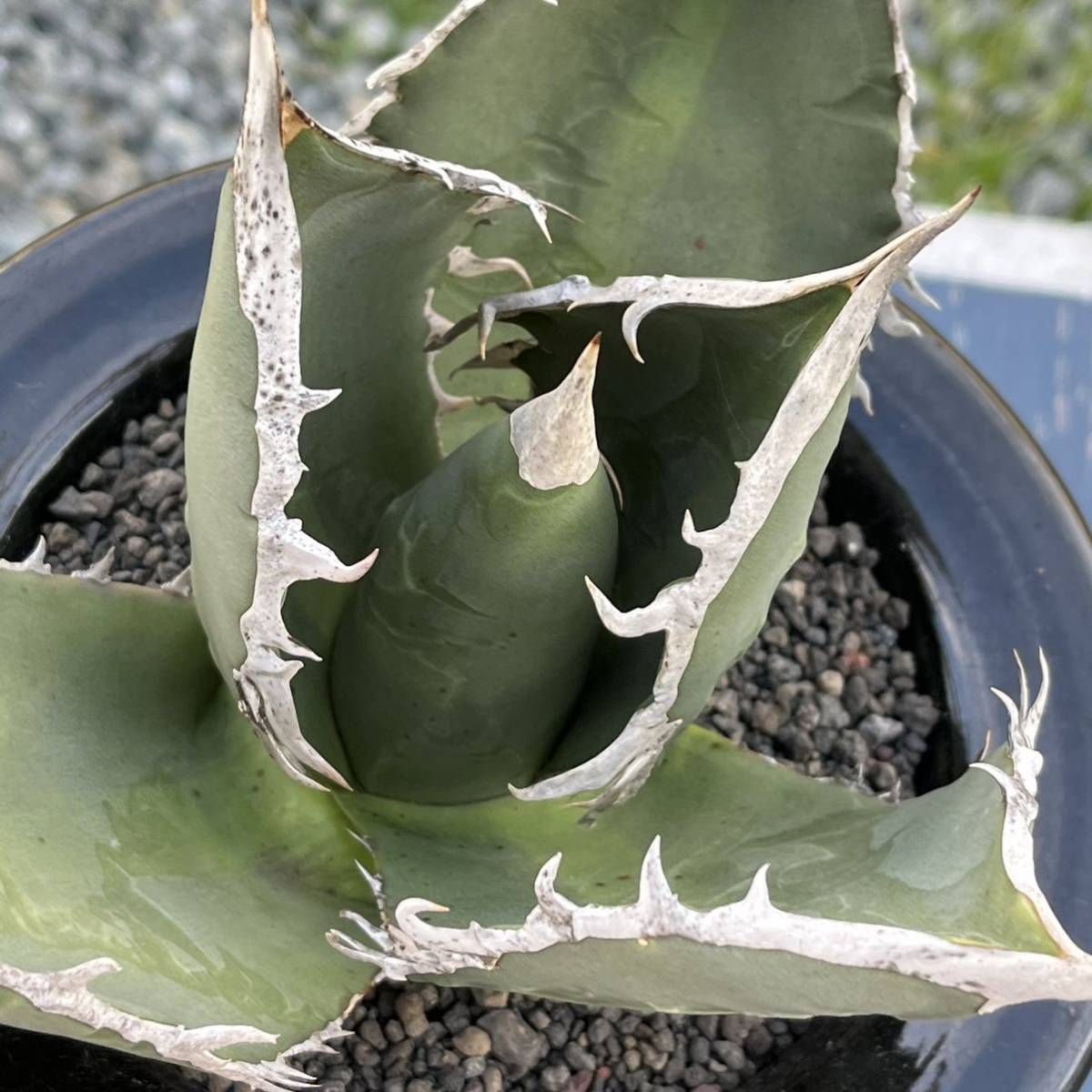 オアハカ産 オテロイ アガベ チタノタ 発根済み 多肉植物 fo-076 観葉
