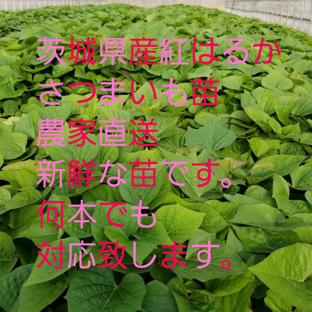 500本 紅はるか®苗 さつまいも苗ウイルスフリーバイオ苗 正規販売