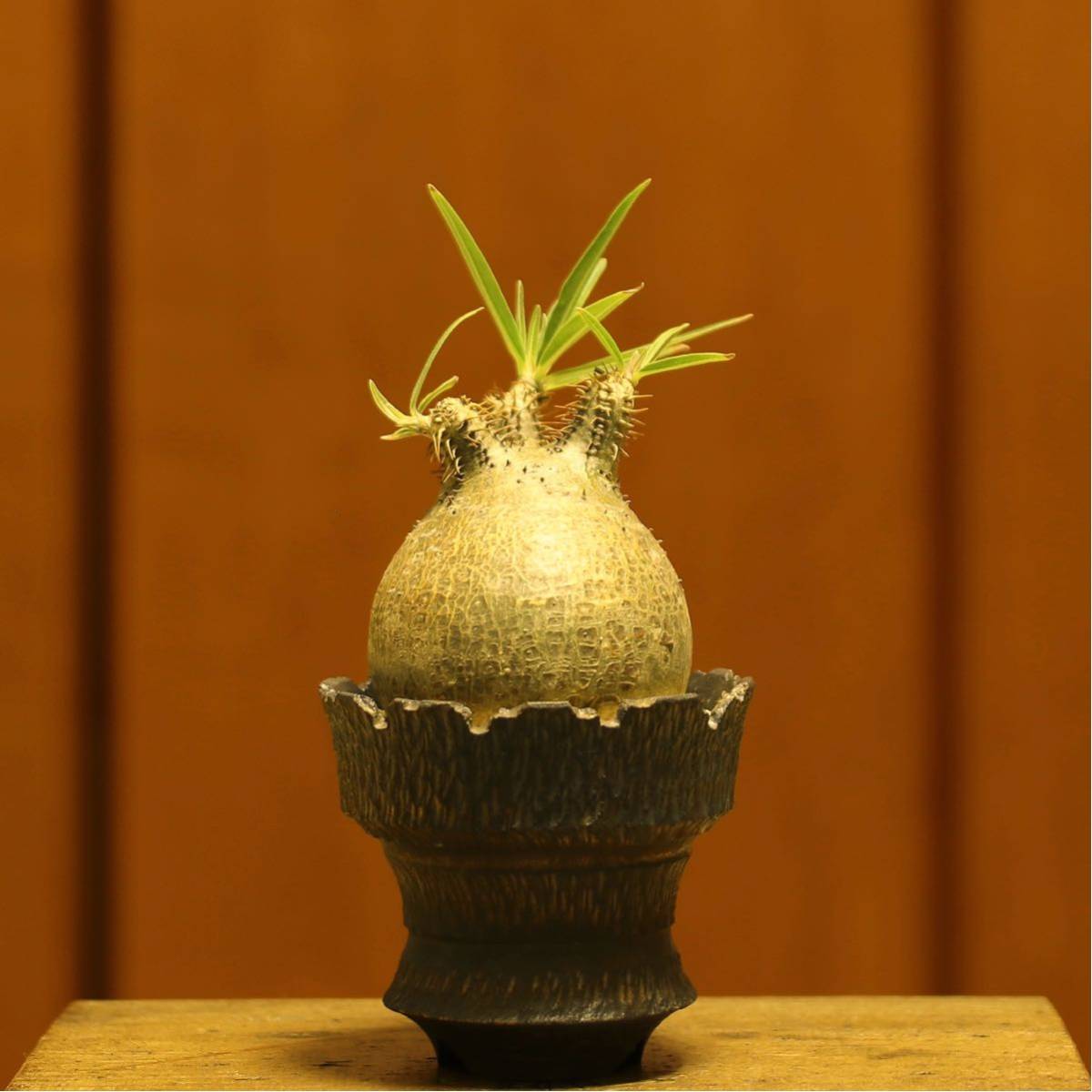 Yahoo!オークション - 特選超良型 チビグラキリス goujin pot Yahoo!オークション - 特選超良型 チビグラキリス goujin pot