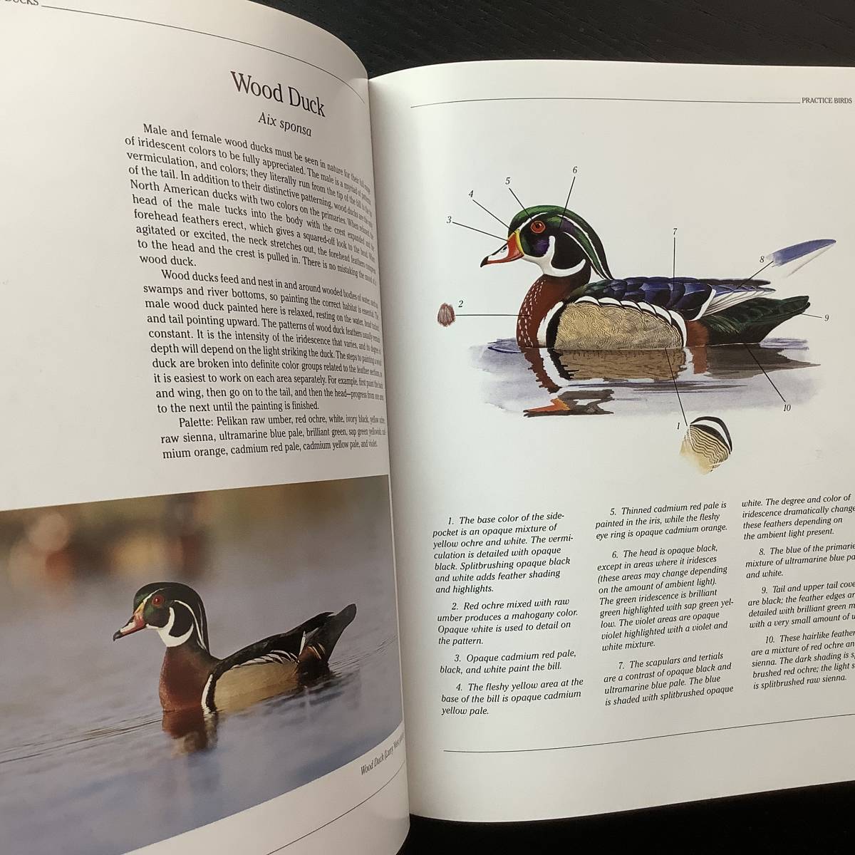 洋書■ARTBOOK_OUTLET■C4-033★バードペインティング 水鳥の描き方 HOW TO PAINT DABBLING DUCKS 絶版 貴重本 入手困難 絵付参考の画像6