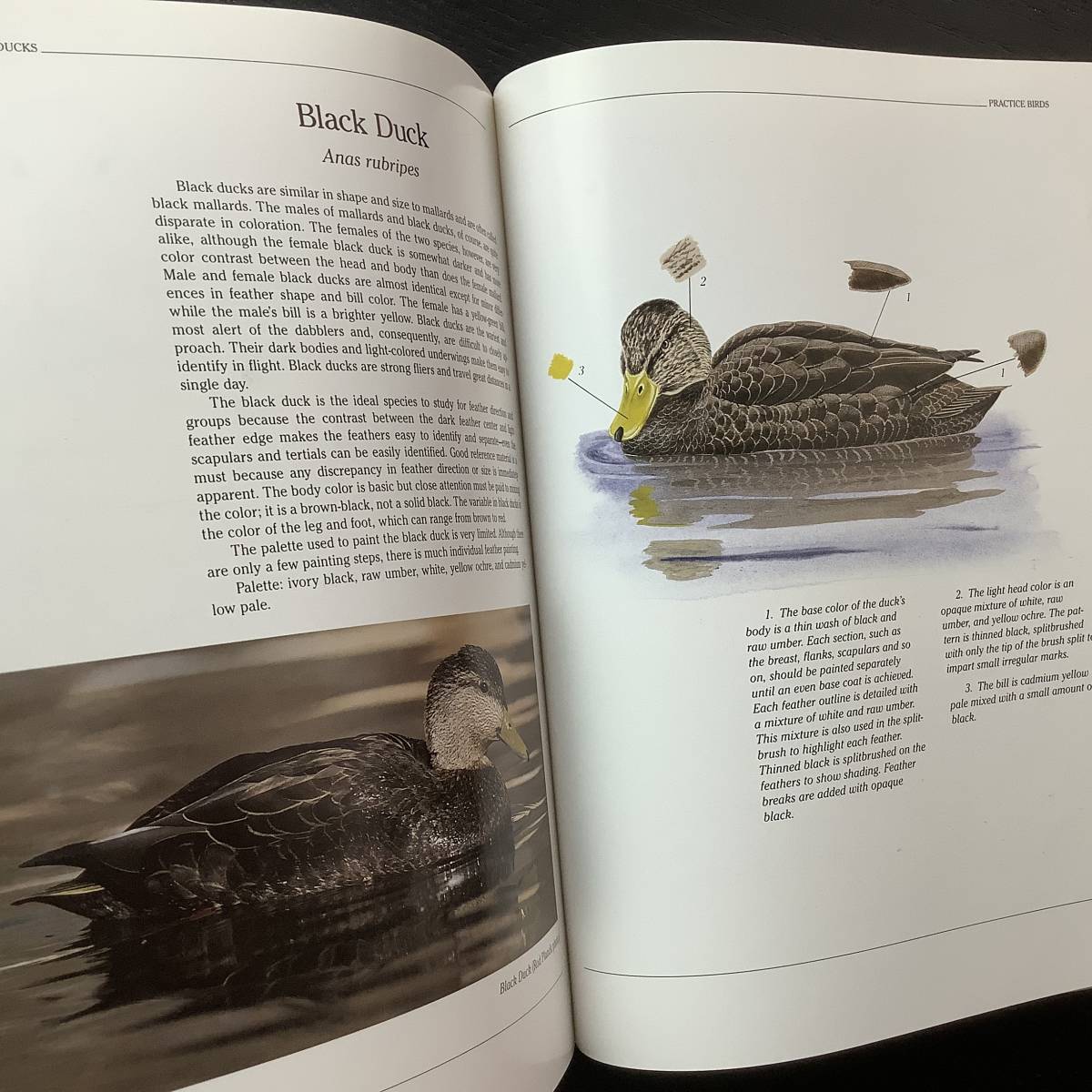 洋書■ARTBOOK_OUTLET■C4-033★バードペインティング 水鳥の描き方 HOW TO PAINT DABBLING DUCKS 絶版 貴重本 入手困難 絵付参考の画像9