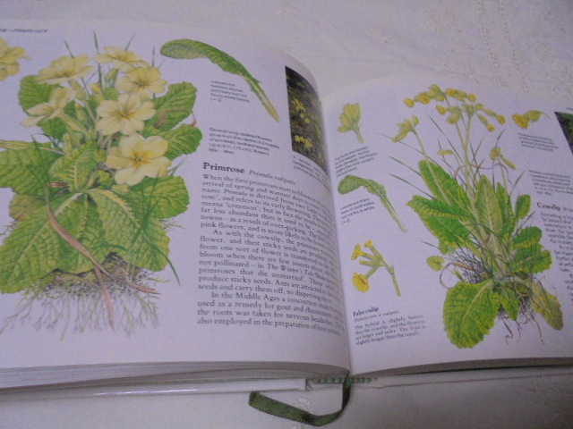 иностранная книга Wild Flowers дикий цветок Британия. ... цветок растения иллюстрированная книга сборник иллюстраций Англия. .. цветок все цвет 