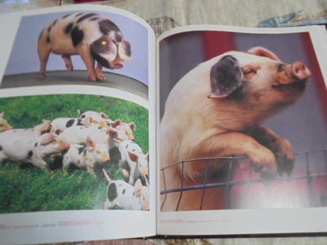 洋書　豚の写真集　PIGS　可愛いブタ　並外れたブタ　優しいブタ　いろいろ_画像10