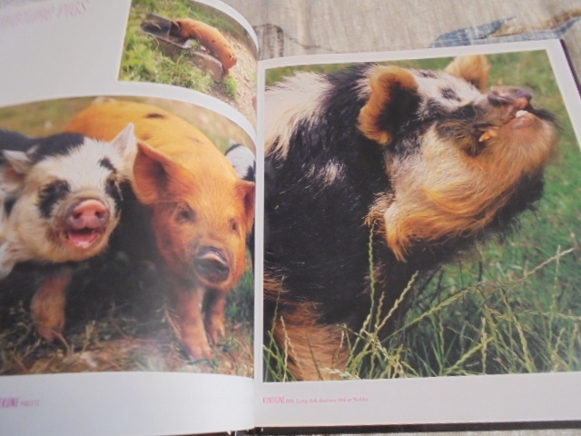 洋書　豚の写真集　PIGS　可愛いブタ　並外れたブタ　優しいブタ　いろいろ_画像2