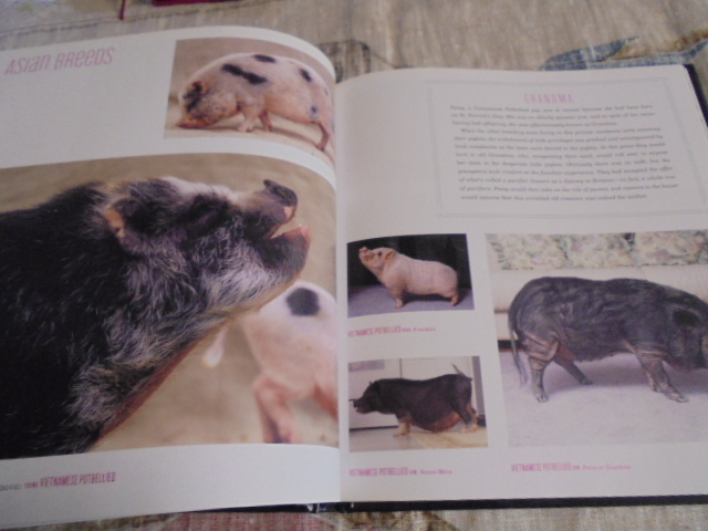 洋書　豚の写真集　PIGS　可愛いブタ　並外れたブタ　優しいブタ　いろいろ_画像5